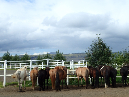 Iceland Horse Riding Tour 